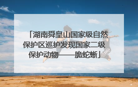 湖南舜皇山国家级自然保护区巡护发现国家二级保护动物——脆蛇蜥
